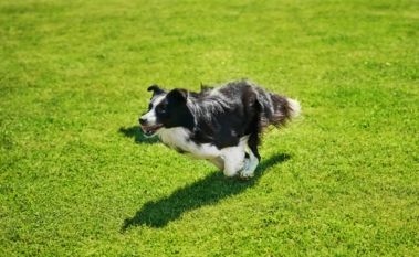 Maintaining a Healthy Lawn with Pets