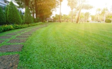 Our Top Lawn Types for Aussie Gardens