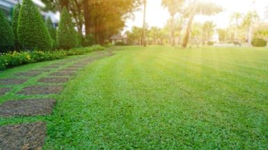 Our Top Lawn Types for Aussie Gardens
