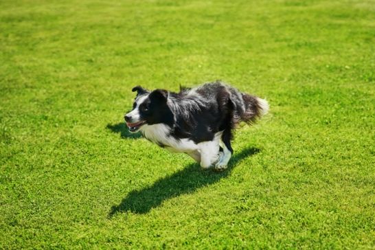 Maintaining a Healthy Lawn with Pets