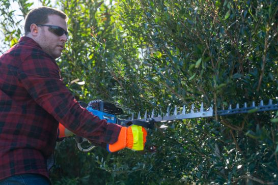 Top Trimming Tips for Hedges