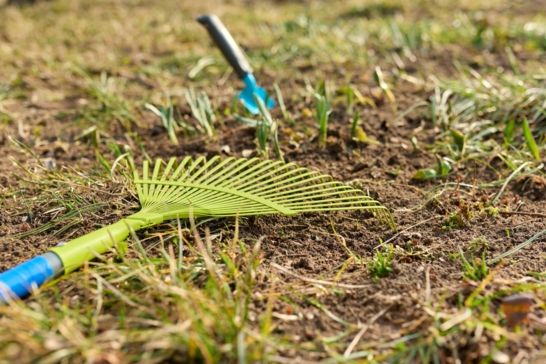 How to Revive Your Lawn in Time for Summer