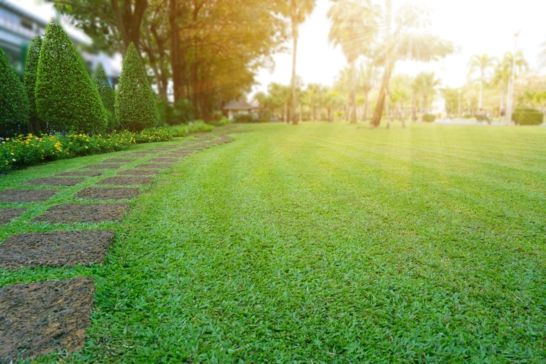 Our Top Lawn Types for Aussie Gardens